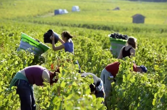 2021法国波尔多预计减产30%，仍是消费市场高认知和转化的葡萄酒？ | 微酿观察