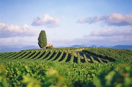 法国葡萄酒2021年上半年出口量创新高