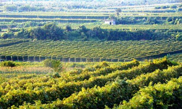 烟台研究葡萄酒产业链“链长制”实施方案