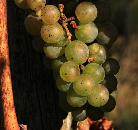 南方地区葡萄生产关键技术是什么？