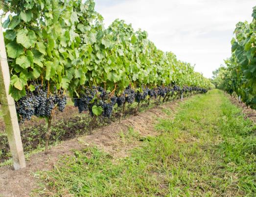 土壤对葡萄酒的影响有什么？