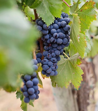 气候对葡萄酒风格的影响，是真的吗？