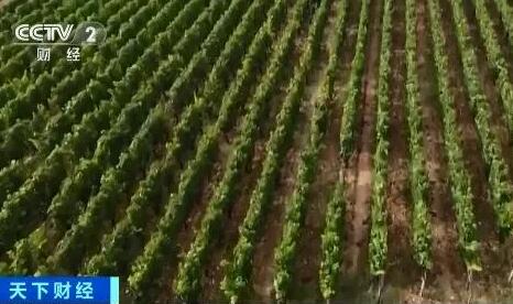 法国葡萄产量创历史新低，葡萄酒价格或要上涨