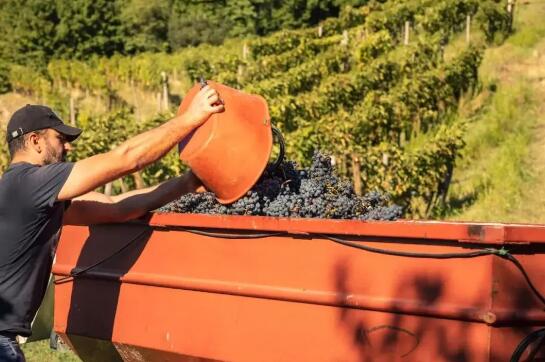 2021年意大利葡萄产量同比下降9%