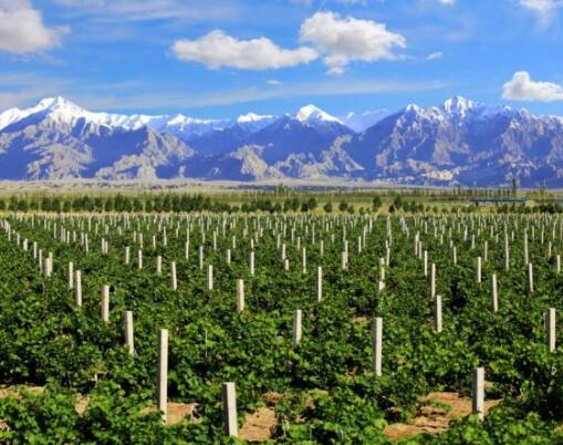 新疆正在酝酿一个优质高端葡萄酒核心产区