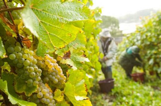 全球葡萄酒价格迎来涨价潮