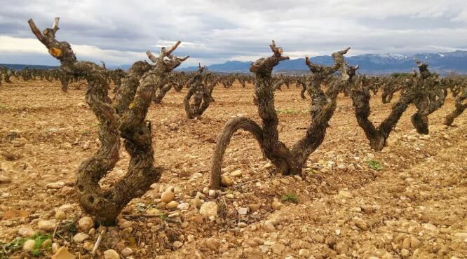 最新研究表明：歌海娜葡萄品种能更好地适应干旱