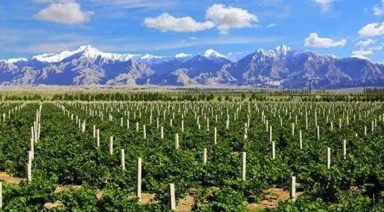 天山北麓葡萄酒产业综合产值将达到150亿元