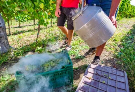 法国国家农业食品环境研究所打造液氮“冷库”，用于储存珍贵葡萄藤