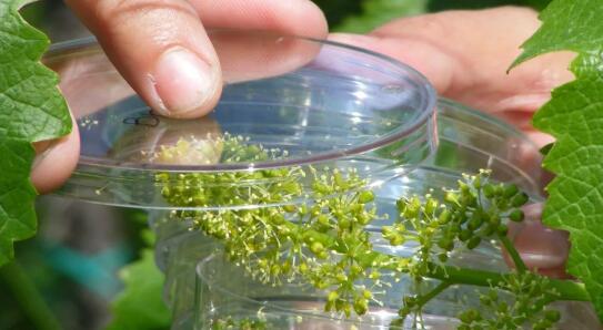 遗传学是可持续葡萄栽培的未来吗？