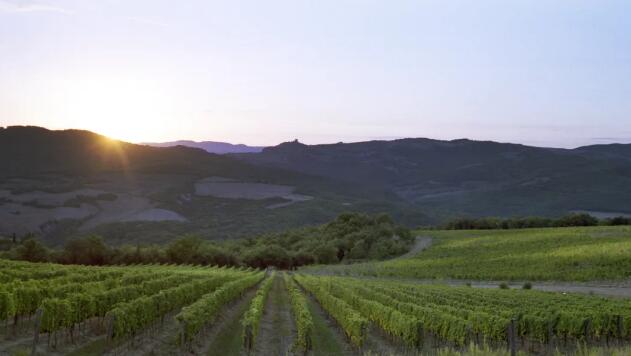 2020财年意大利葡萄酒企业装瓶量排名公布