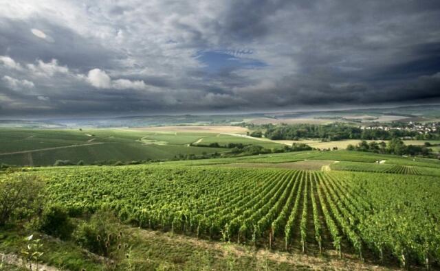 2021年夏布利葡萄酒产量处于历史最低水平