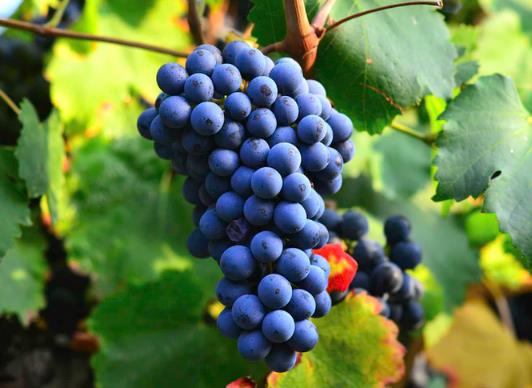 黑皮诺葡萄品种的特点？