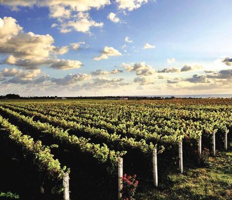 人才引领推动蓬莱葡萄酒产业高质量发展