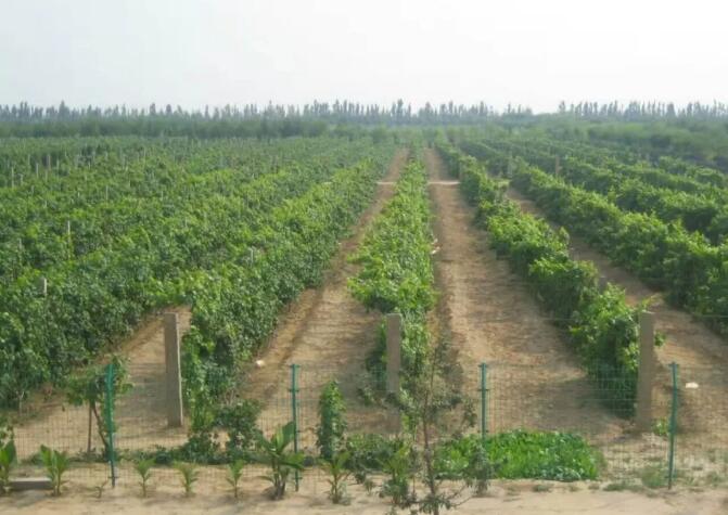 因你的落户，带起“中国葡萄酒第一镇”10万亩葡萄产业