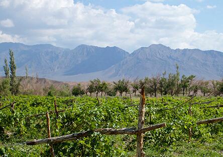 吐鲁番市多举措全力推动葡萄酒产业高质量发展