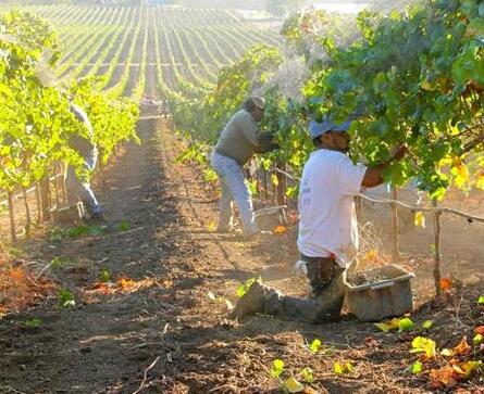 2021年加州葡萄收获顺利，品质卓越