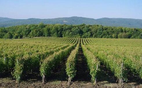 俄罗斯计划引入葡萄酒行业原料和商品追溯体系