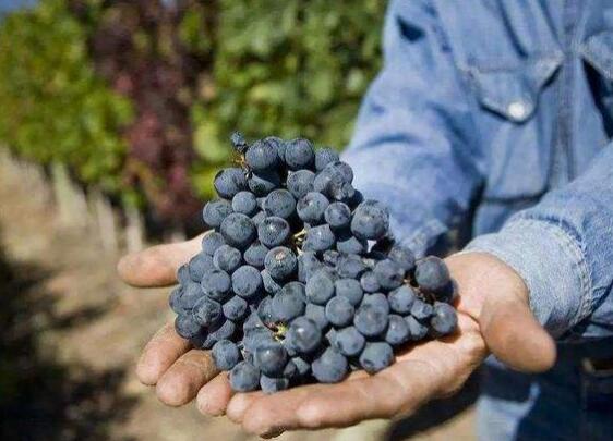 2021年阿根廷葡萄酒出口数额均实现增长势头