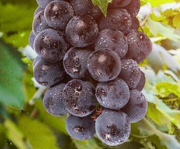 最新研究：欧洲酿酒葡萄起源于西亚葡萄杂交后代