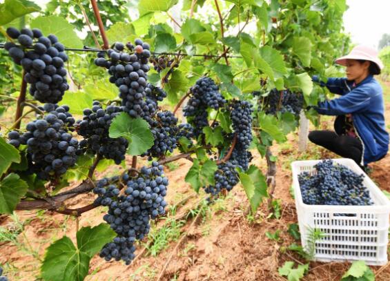 新疆 “低质酿酒葡萄提质增效加工技术集成与示范”科技项目通过验收