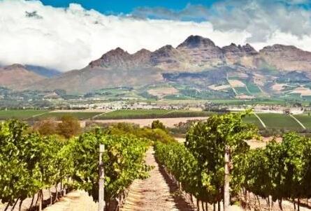 2022年南非酿酒葡萄产量预计会减少