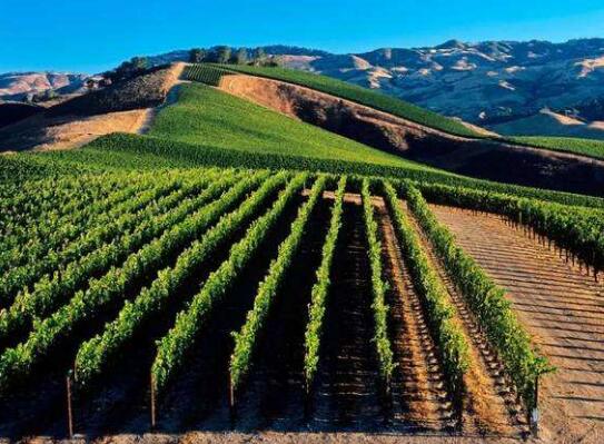 葡萄酒国产化将进一步推动行业规模扩大