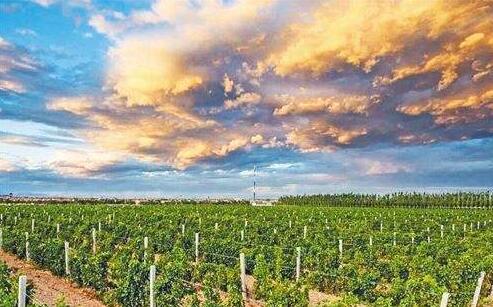 银川市加快推进葡萄酒产业高质量发展