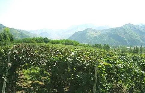 吉林省山葡萄酒产业高质量振兴发展建议