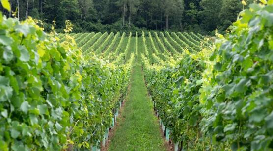 有机葡萄酒是意大利有机农业的重要代表类别