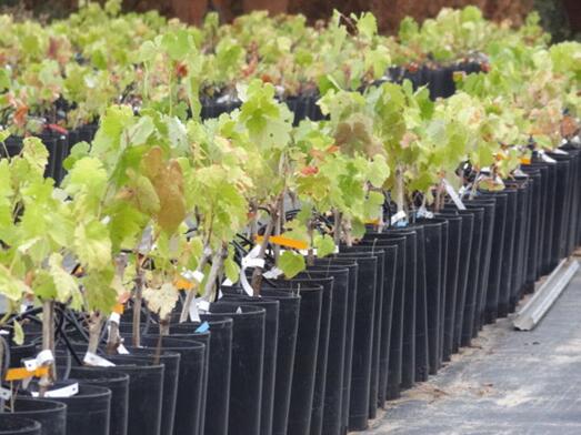 国际葡萄酒行业采取积极行动应对气候变化
