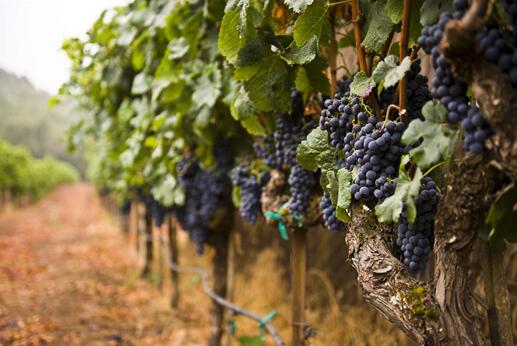 国际葡萄酒行业采取积极行动应对气候变化