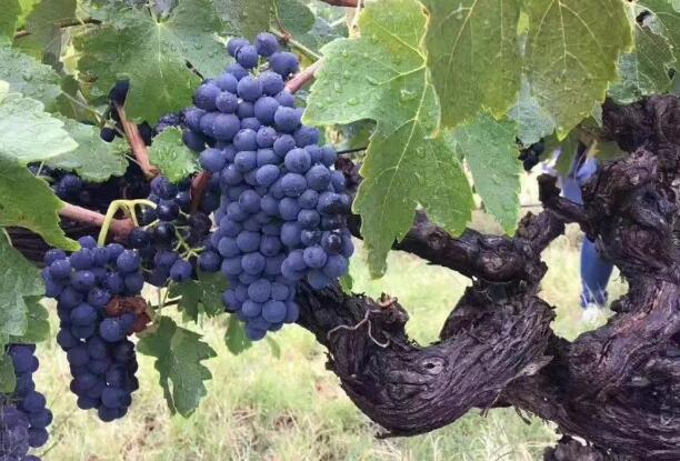 澳洲酿酒葡萄供过于求，总产能下跌28%，价格下跌40%