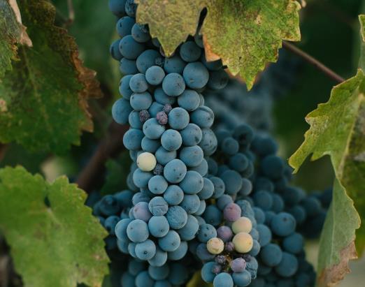 意大利本土葡萄品种有哪些？