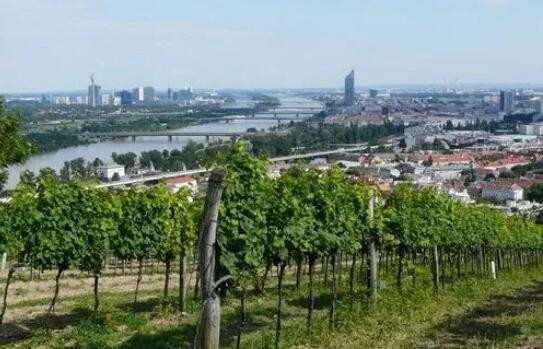 奥地利葡萄酒出口再创新纪录