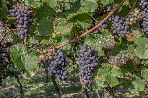 意大利本土红葡萄酒品种介绍