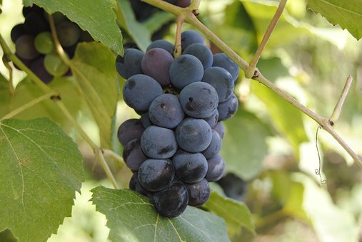 意大利本土红葡萄酒品种介绍