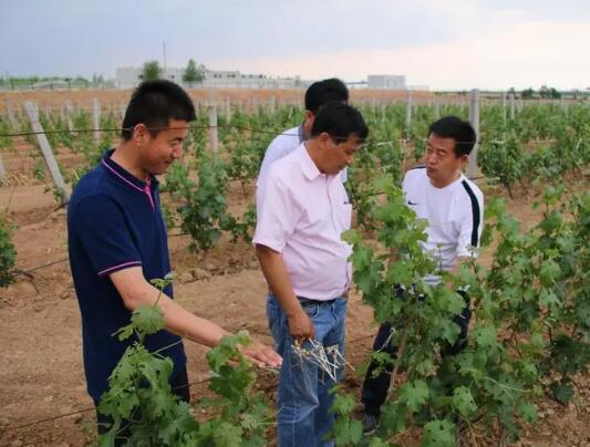 宁夏回族自治区加强葡萄酒产业人才队伍建设