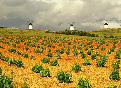 丹魄成为西班牙种植面积最大的葡萄酒品种