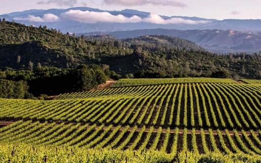 加州特曼库拉山谷酿酒师们发起活动，打破“葡萄酒接力干杯”世界纪录
