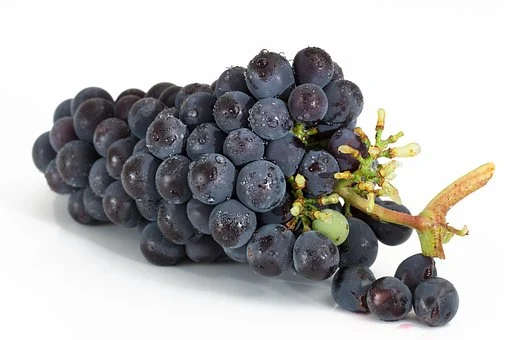 葡萄梗在酿酒中有什么作用？