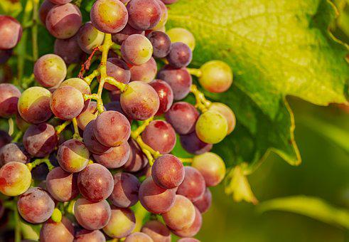 葡萄梗在酿酒中有什么作用？