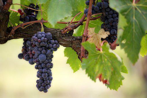南非红葡萄品种——皮诺塔吉