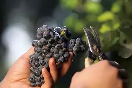 格鲁吉亚严格把控葡萄酒和烈酒酿造质量