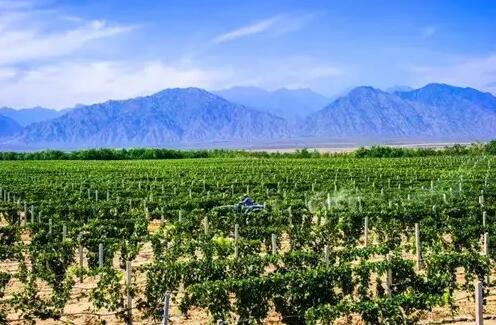 宁夏葡萄酒产业2022年计划投资53.94亿元
