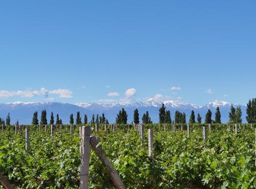 “智慧农业——新疆葡萄酒产业现代化发展系列技术”高级研修班即将举办