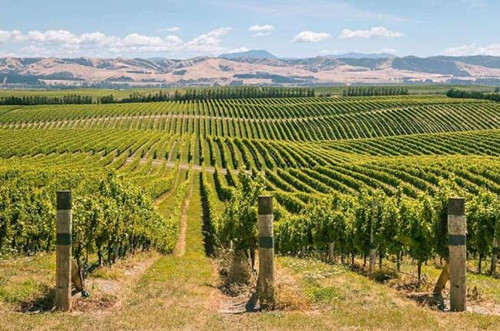 2022年采收季有望补充新西兰葡萄酒库存