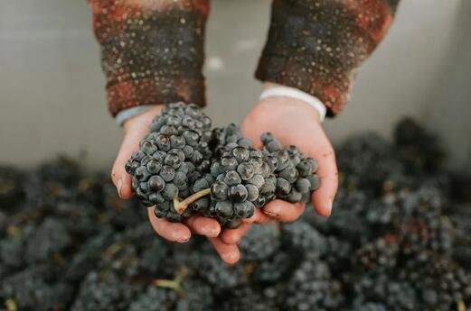 2022年新西兰葡萄产量有望进一步提升