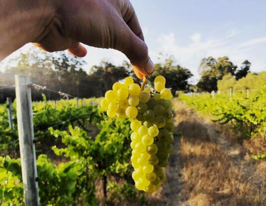 与2021年相比，澳洲2022年葡萄酒产量减少1.9亿升