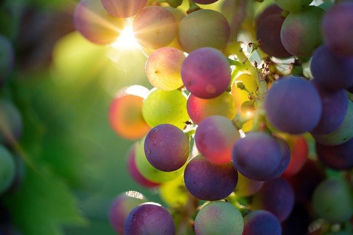 卢瓦尔河谷葡萄品种介绍